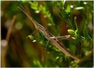 "Viagra Images Medicine Wheel