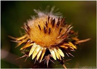 "Generic Viagra Drug Test