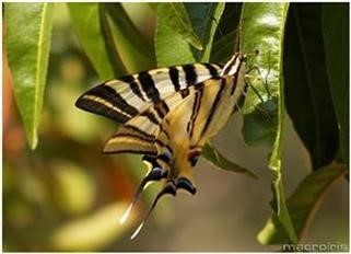 "Cialis vs Viagra Effectiveness Reviews Saatva