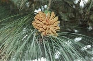 "Viagra Generico Nao Funciona