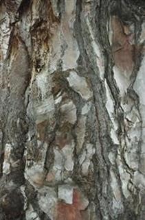 "Viagra Gumtree Perth