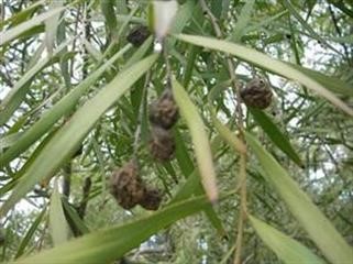 "Viagra Venta Libre en Argentina