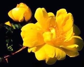 "Viagra Dosage Pictures