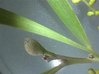 "How to Use Pink Viagra for Women