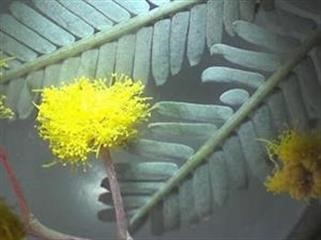 "Viagra Become Generic