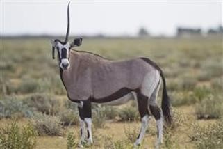 "Dove Comprare Viagra Generico in Italia