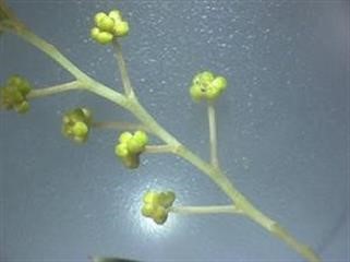 "Sophia Viagra and Joe Manganiello Baby Making MacHine