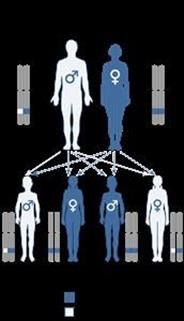 "Over the Counter Viagra