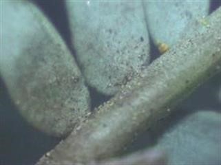 "Viagra O Cialis Prezzi