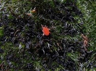 "Viagra Cream Price in Pakistan MacDonald Menu