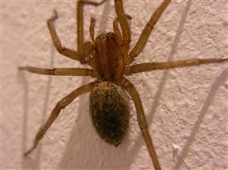 "Viagra Amazon Uk Books