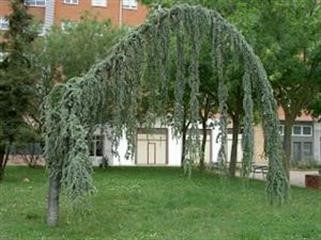 "India Viagra Dropshipment