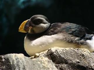 "Viagra at Amazon Uk Prime