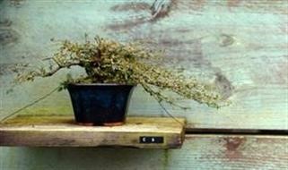 "Viagra Directions of Use