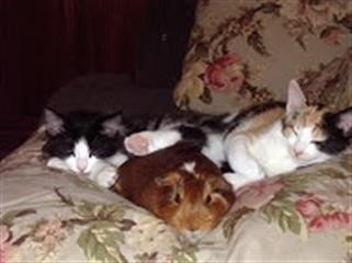 "Trusted Generic Viagra Reviews