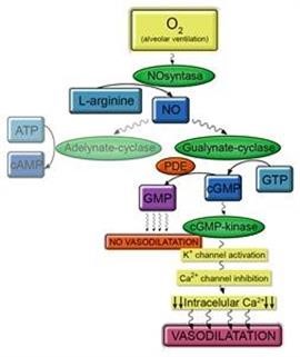 "Viagra Za Zene Dejstvo Antibiotika