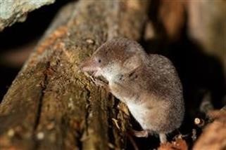 "Cialis vs Viagra Effectiveness Reviews of Spirit