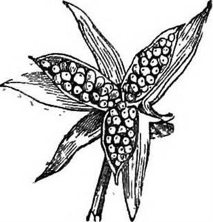 "Viagra for Sale Canadian