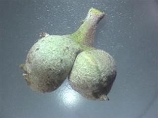 "Does Viagra Contain Zinc