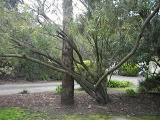 "Nitric Oxide Supplements vs Viagra