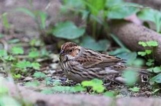 "Viagra Cost vs Cialis