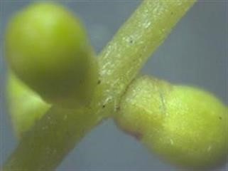 "Herbal Viagra Pills in Covina Ca News