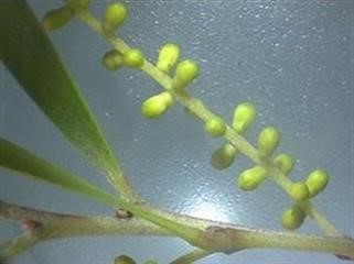 "Sophia Viagra and Joe Manganiello Married