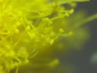 "American Red Gold Viagra 800mg