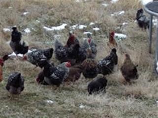 "Female Viagra Prank Jazz and Tae Pictures