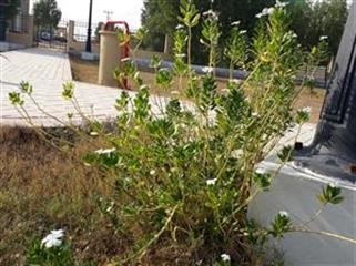 "Female Viagra Cream Vigorelle Cream