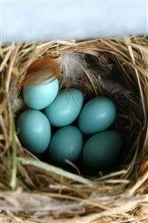 "Viagra vs Nitric Oxide