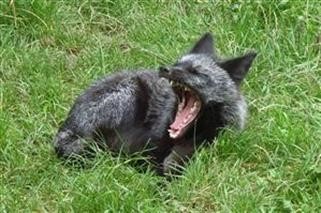 "Viagras Naturais De Castelo Branco