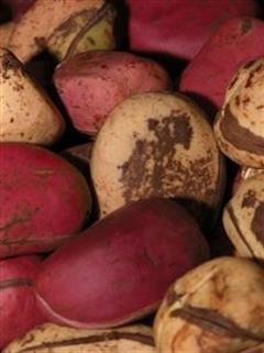 "Buy Kamagra 100mg Generic Viagra