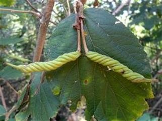 "Female Viagra Cream Vigorelle Walgreens