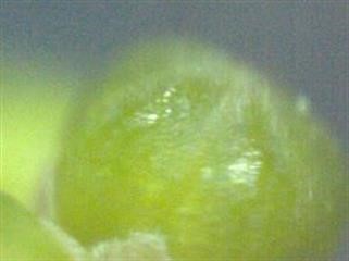 "Viagra Price in India 2017